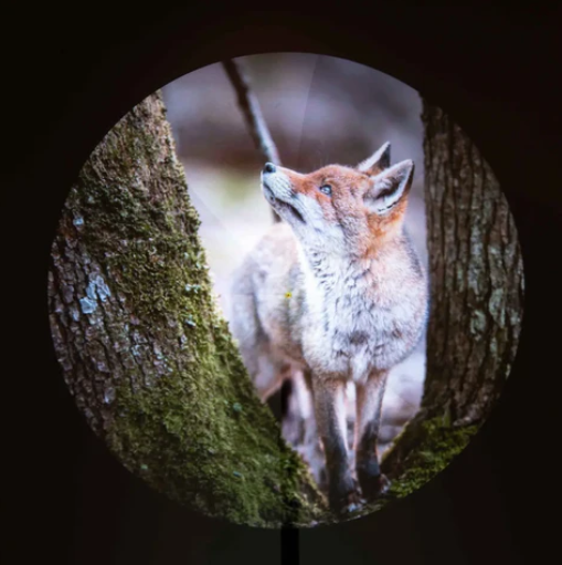 Hướng dẫn thiết yếu về quạt LED 3D: Tính năng và cách sử dụng